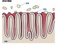 小腸の栄養吸収細胞微絨毛