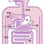 消化器官の位置と名称のイラスト