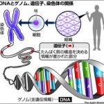 DNAとゲノム、遺伝子、染色体の関係